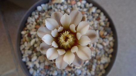 Gymnocalycium obductum