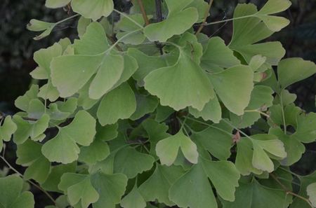 Gingko biloba anul4