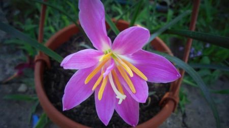 Zephyranthes