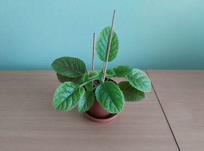 Sinningia Luci.s My Beauty (25); Plantuta tanara, cu boboci, inradacinata in ghiveci mic de 6 cm.
