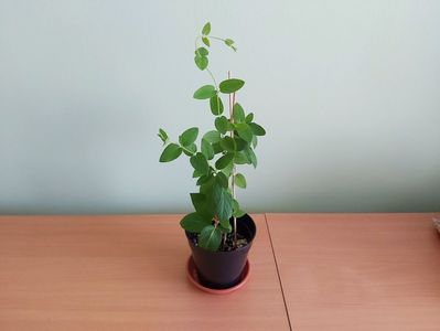 Lonicera / caprifoi (15); Planta tanara, inradacinata in giveci de 6 cm.
