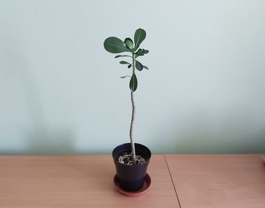 Adenium obesum (15); Planta tanara, din lastar, inradacinata in ghiveci de 9 cm.
