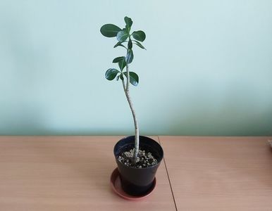 Adenium obesum (15); Planta tanara, din lastar, inradacinata in ghiveci de 9 cm.
