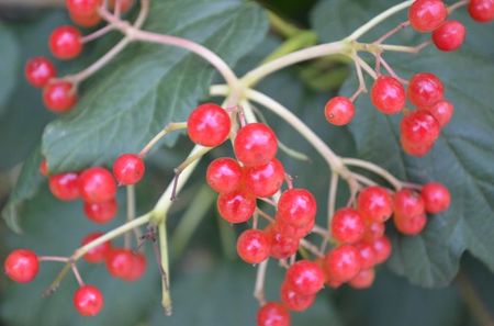 Viburnum