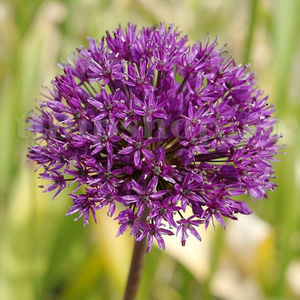 Bulbi Allium Aflatunense (Ceapă decorativă); PRET: 3 ron/buc.
