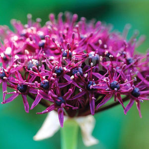 Bulbi Allium Atropurpureum (Ceapă decorativă); Pret: 5 ron/buc.
