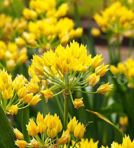 Bulbi Allium Moly (Ceapă decorativă); Pret: 1 ron/buc.
