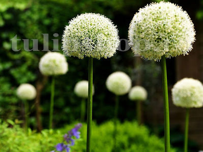 Bulbi Allium Mount Everest (Ceapă decorativă); Pret: 12 ron/buc.
