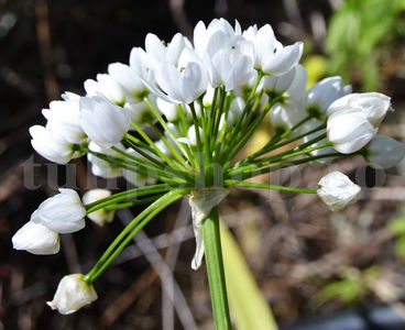Bulbi Allium Neapolitanum (Ceapă decorativă); Pret: 1 ron/buc.

