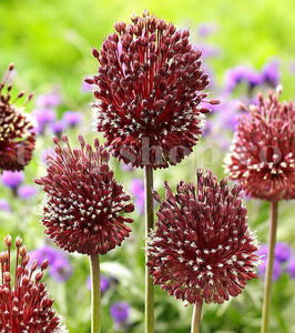 Bulbi Allium Red Mohican (Ceapă decorativă); Pret: 9 Ron/buc.
