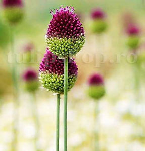 Bulbi Allium Sphaerocephalon (Ceapă decorativă); Pret: 1 ron/buc.
