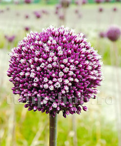 Bulbi Allium Summer Drummer (Ceapă decorativă); Pret: 9 ron/buc.

