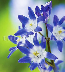 Bulbi Viorea Forbesi Blue (Chionodoxa Forbesi Blue); Pret: 1 ron/buc.
