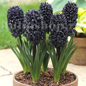 Bulbi Zambile Dark Dimension (Hyacinthus); Pret: 15 ron/buc.
