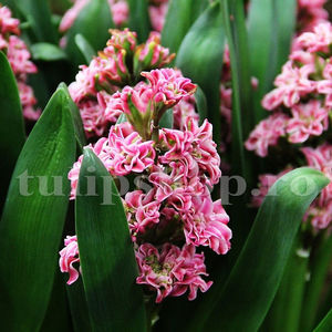 Bulbi Zambile Eros (Hyacinthus); Pret: 8 ron/buc.
