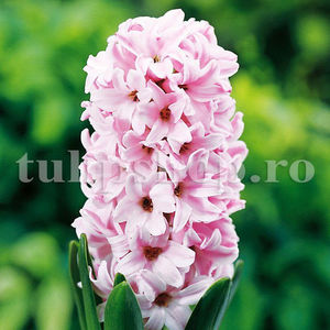 Bulbi Zambile Fondant (Hyacinthus); Pret: 3 ron/buc.
