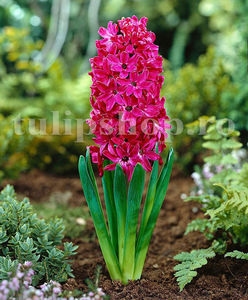 Bulbi Zambile Jan Boss (Hyacinthus); Pret: 3 ron/buc.
