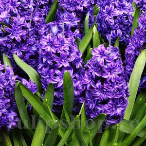 Bulbi Zambile Lili Purple (Hyacinthus); Pret: 8 ron/buc.
