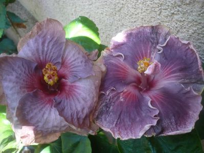 P1450709