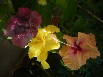 P1450716