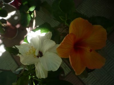 P1450729
