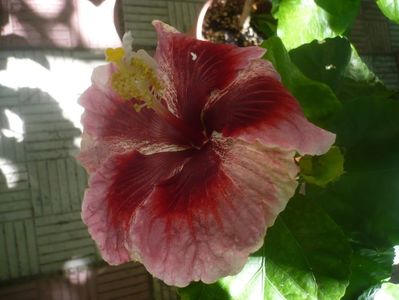 P1450732