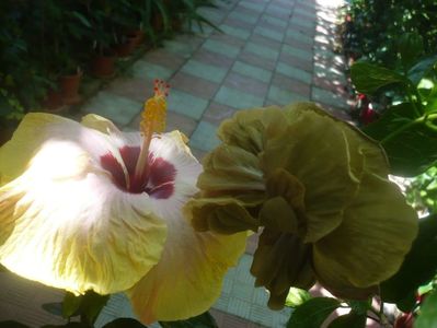P1450768