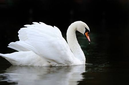 Swan