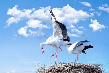 Storks