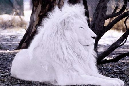 Lions White