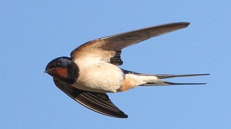 Swallow