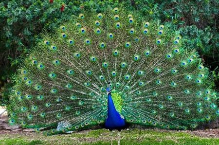 Peacock