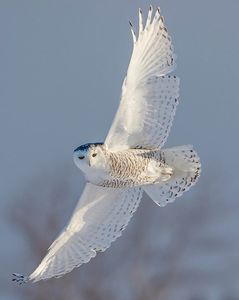 Snow Owl