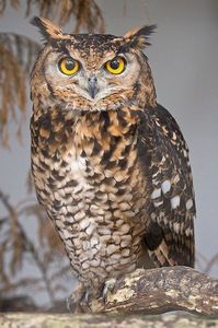 Owl