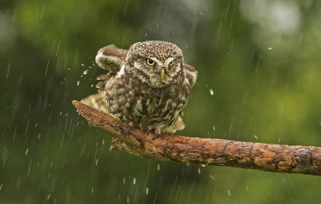 Little Owl -Cucuvea