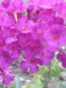 Buddleja royal red