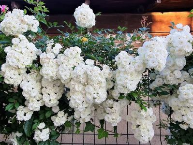 Alba Meidiland (urcator) 70; Creație Meilland, denumit si trandafirul ciorchine, un  (shrub) arbustiv cu flori care înfloresc în ciorchine, o înflorire prolifică, continuă tot sezonul!
Slab parfumat.
