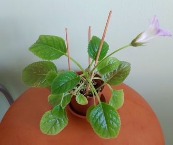 Sinningia Luci.s My Beauty (25); Plantuta tanara, cu bobocei, inradacinata in ghiveci mic de 6 cm.
