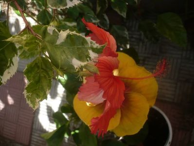 P1450974