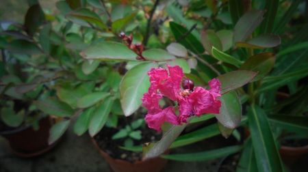 Lagerstroemia indica