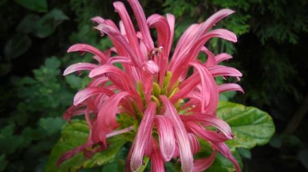 Justicia carnea