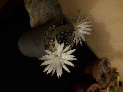 Pygmaeocereus bieblii, flori nocturne