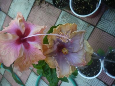 P1460074