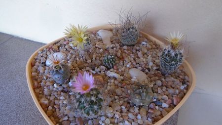 Grup de 7 Turbinicarpus; T. krainzianus v. minimus
T. krainzianus v. lausseri  
T. krainzianus
T. dickisoniae  
T. gracilis
T. klinkerianus
T. polaskii La Bonita
