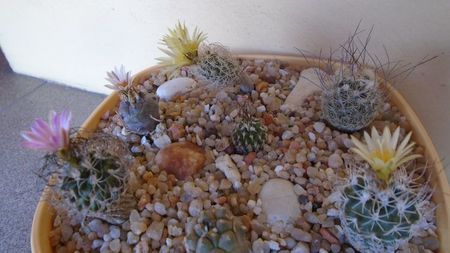 Grup de 7 Turbinicarpus; T. krainzianus v. minimus
T. krainzianus v. lausseri  
T. krainzianus
T. dickisoniae  
T. gracilis
T. klinkerianus
T. polaskii La Bonita
