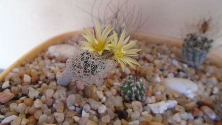 Turbinicarpus krainzianus v. minimus