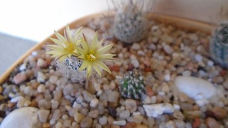 Turbinicarpus krainzianus v. minimus