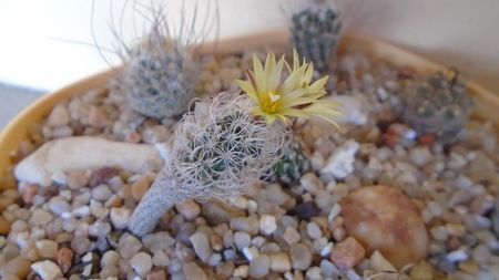 Turbinicarpus krainzianus v. minimus