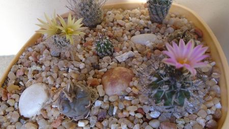 Turbinicarpus krainzianus v. lausseri