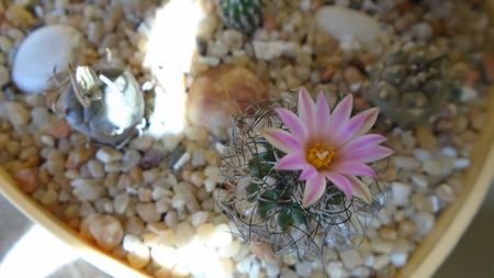 Turbinicarpus krainzianus v. lausseri